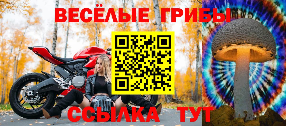 Псилоцибиновые грибы мицелий  Псилоцибиновые грибы Psilocybe  Курчатов 